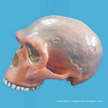 Bullying Charlotte Ernie Skull Medical Anatomic Skeleton Model